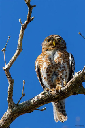 A relatively common species, the Cuban pigmy owl. (photo by Aslam Ibrahim)