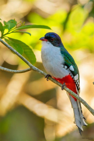 Cuba's national bird, the Cuban Trogon. (photo by Aslam Ibrahim)