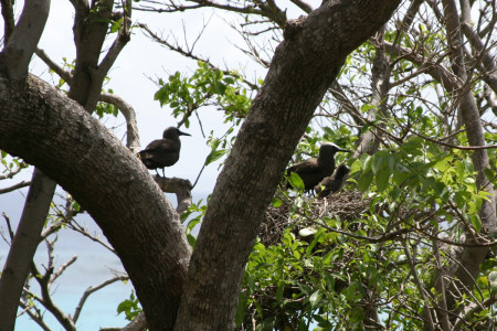Nesting Brown Noddies spotted on Baradal in the Tobago Cays on the workshop field trip. (photo by Aly DeGraff)