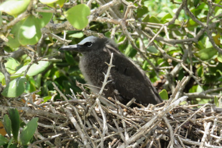 Brown Noddy chick on nest - its underside is still downy but it's head and back have feathers. (photo by Juliana Coffey)