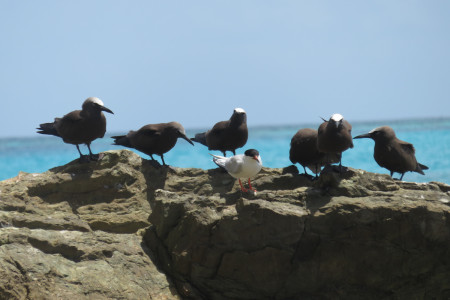 Brown Noddies with a Roseate Tern (photo by J. Coffey) 