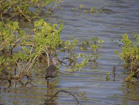 Stilt Sandpiper at the Petit Caranage Wetland in Carriacou, one of the many species that can be seen at the site. (Photo by Lisa Sorenson)