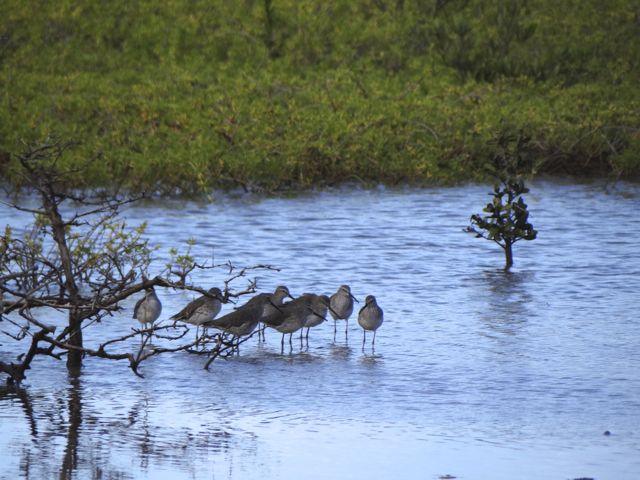 Stilt Sandpipers