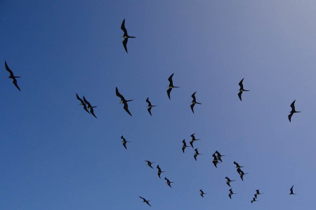 Magnificent Frigatebirds, Portland Bight Protected Area. (Photo: Lisa Sorenson)