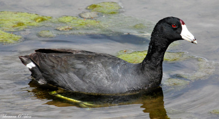 American Coot (white shield). (photo by Shannon O'Shea)