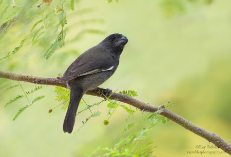 Cuban Bullfinch on Grand Cayman. (photo by Ray Robles)