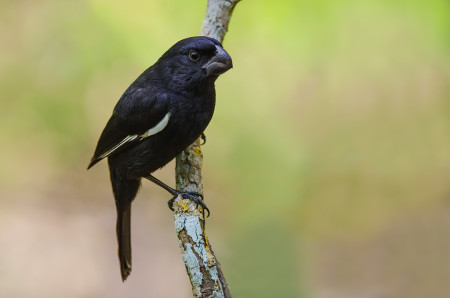 Cuban Bullfinch on Grand Cayman. (photo by Ray Robles)