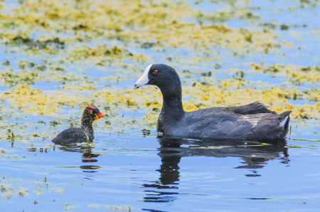 American Coot (White-shielded). (photo by Mario Espinosa)