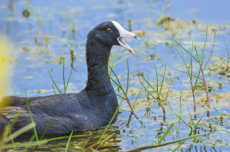 American Coot (white shield). (photo by Mario Espinosa)