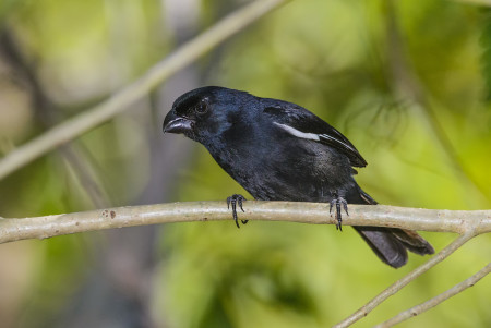 Cuban Bullfinch in Cuba. (photo by Allan Hopkins)