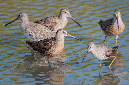 Shorebirds like the Short-billed Dowitcher and Stilt Sandpiper are long distance migrants that spend part of their year in the Caribbean. (Photo by Mark Yokoyama)