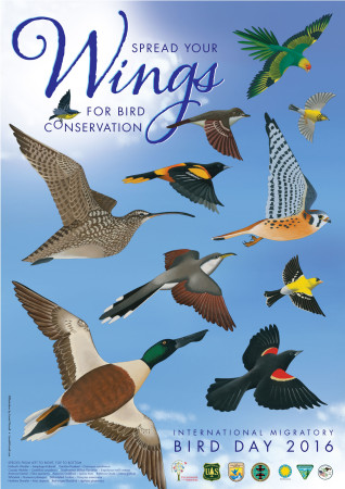 The annual IMBD art is a key component of the program and highlights the annual conservation theme. Each of the 11 bird species featured on the 2016 poster represents the importance of protections for birds. The Carolina Parakeet, now extinct, is a reminder that the unregulated hunting of birds or use of their feathers for ornamentation, for example, can result in the complete loss of a species. The remaining 10 species are protected by the Migratory Bird Treaty, the Convention on Biological Diversity, and other international agreements.