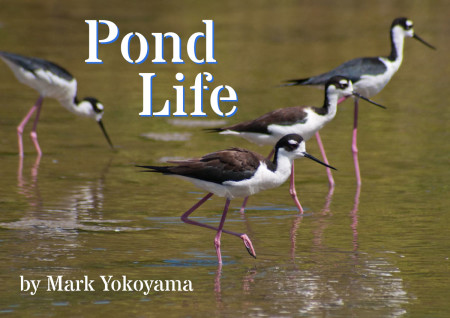 The free ebook Pond Life is available for download.
