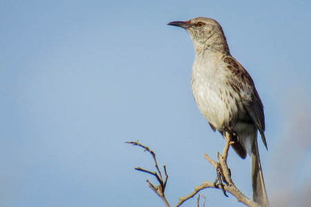 The Bahama Mockingbird is restricted to coastal dry limestone forest in the Portland Bight Protected Area, which is the largest designated Important Bird Area in Jamaica. (Photo: Emma Lewis)