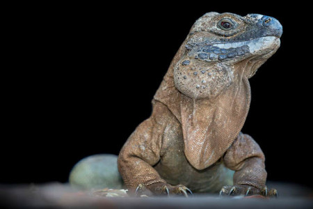 The Jamaican Iguana (Cyclura collei) was declared extinct in 1948. After it was rediscovered by a man and his dog, hunting wild pigs in 1990,this still critically endangered species became the subject of a successful breeding program involving a number of scientists at home and overseas. (Photo: Robin Moore)