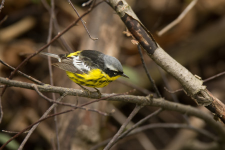 A striking male Magnolia Warbler perches momentarily on a branch while foraging for food during its spring migration. (photo by Gerald A. DeBoer, Shutterstock)
