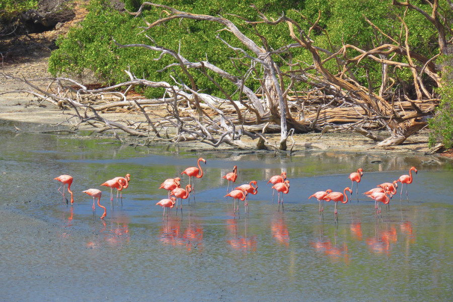 The American Flamingo, national bird of Bonaire, can be viewed at close range on many of Bonaire's salinas. (photo by Lisa Sorenson)