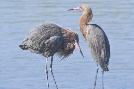 Reddish Egrets (dark morph). (photo by Tania Thomson, Shutterstock)