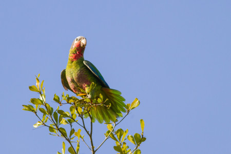 Cuban Parrot surveying his domain. (photo by Elliotte Rusty-Harold, Shutterstock