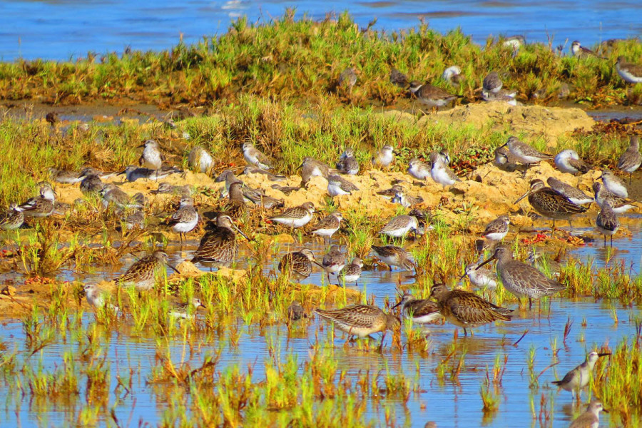 Short-billed Dowitchers, and assorted sandpipers and plovers rest and feed at Salina de Vlijt, a seasonal wetland located in an urban area and unfortunately slated for development. Bonaire is a shorebirders' paradise - the island's salinas and salt ponds provide critical stopover and wintering habitat to thousands of migratory and resident shorebirds. (photo by Sipke Stapert)