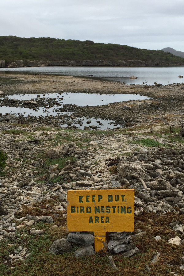 Gotomeer Salina is a great place to view flamingos and a variety of waterbirds and shorebirds. It is also an important site for nesting Least Terns. (photo by Hannah Madden)