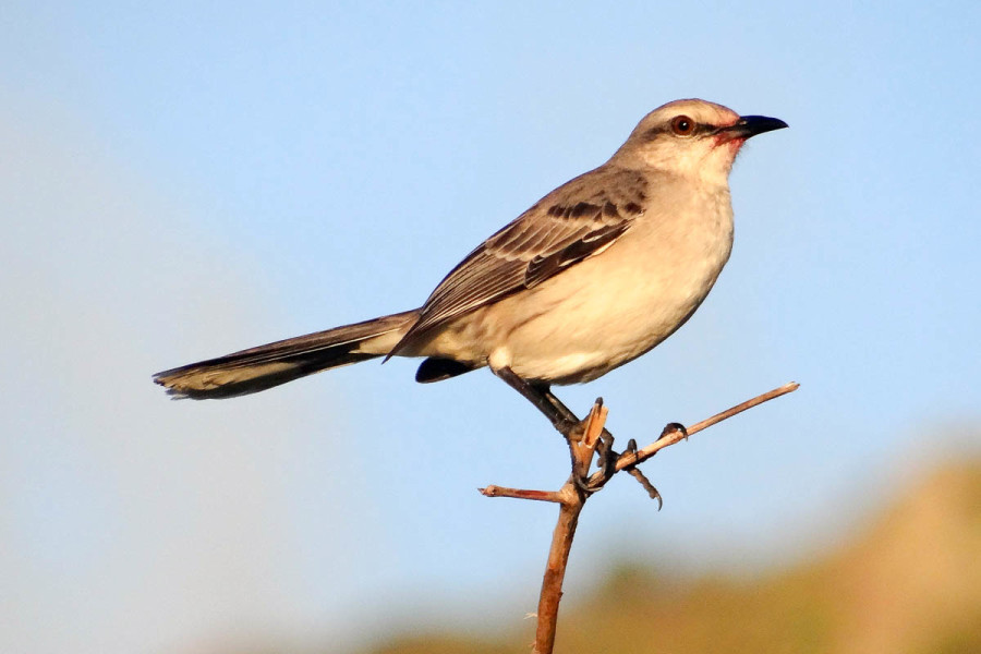 The Tropical Mockingbird, called the Chuchubi in Papiamentu, is one of the most conspicuous and well-known birds of Bonaire, known for its loud jubilant song. (photo by Lisa Sorenson)