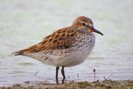 White-rumped Sandpiper during spring migration. (photo by Sipke Stapert)