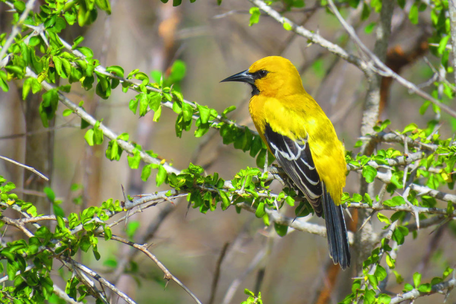 The spectacular Yellow Oriole is a breeding resident on Bonaire. (photo by Lisa Sorenson)