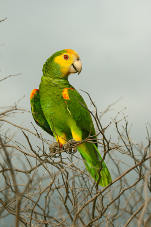 The Yellow-shouldered Parrot (Amazona barbadensis), or Lora, as it is locally known in Papiamento, is one of Bonaire's most charismatic birds. It lives in Bonaire's dry forests. Only about 900 remain in Bonaire where it is classified as threatened. (photo by Sam Williams)