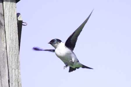 Female Hispaniolan Golden Swallow (Tachycineta euchrysea sclateri) investigating an artificial nest-box in Parque Valle Nuevo, Dominican Republic. (photo by Justin Proctor)