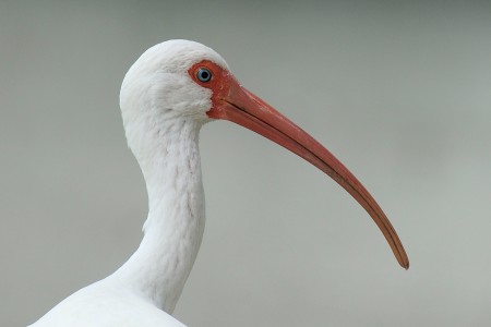 The striking White Ibis uses its long down-curved bill to probe for prey in shallow water. It is locally common on some wetlands in the Bahamas and Greater Antilles, including Cuba, Turks and Caicos, Islands, Hispaniola, Puerto Rico, Cayman Islands and Jamaica. (photo by David Raynor)
