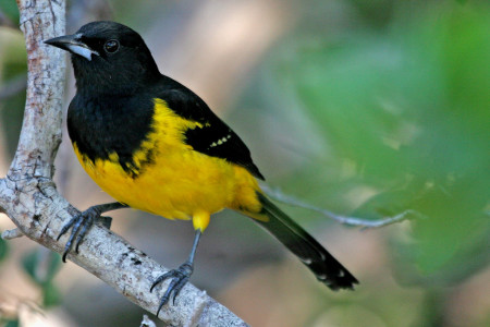 The Critically Endangered Bahama oriole (Icterus northropi) is now only found in the Andros island complex in the Bahamas. It is threatened by habitat loss, shiny cowbird (Molothrus bonariensis) parasitism and disease killing off its preferred nesting palm. (photo by D. Belasco)
