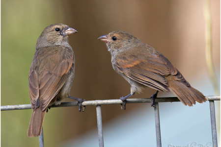 Urban Barbados bullfinch (Loxigalla barbadensis) are better problem-solvers and bolder than the rural counterparts. They show highly localised innovative behaviours, such as opening sugar packets. It is classified as ‘Least Concern’. (photo by Arlene Ripley)