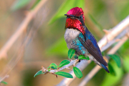 The bee hummingbird (Mellisuga helenae), endemic to Cuba, is the world’s smallest bird weighing less than 2g, and is not much bigger than a bee. It is classified as ‘Near Threatened’. (photo by Ernesto Reyes)