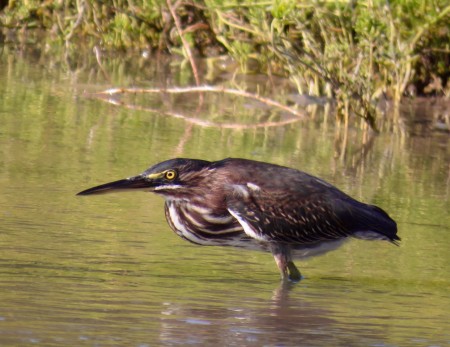 A handsome Green Heron, one of many wetland birds spotted in the Portland Bight Protected Area (photo by Lisa Sorenson)