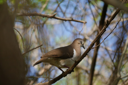 There may be less than 200 Critically Endangered Grenada dove (Leptotila wellsi) left in the world. These birds are restricted to just a few areas of dry forest on Grenada and are sensitive to habitat disturbance and natural disasters. (photo by Howard Nelson)