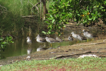 A group of Lesser Yellowlegs rests in the shallow water in a Curacao wetland. (photo by Robyn Fidanque)