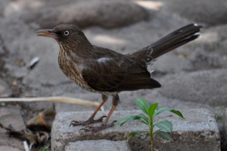 The regional endemic pearly-eyed thrasher (Margarops fuscatus) is a very successful nest predator and has a superior ability to colonize and adapt to new habitats. It is classified as ‘Least Concern’. (photo by Hannah Madden, St. Eustatius)