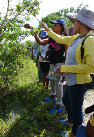 Plant identification in a 1-meter plot. (Activity 6-L, From the Land to the Sea, in Wondrous West Indian Wetlands—Teachers' Resource Book, photo by Jessica Rozek)