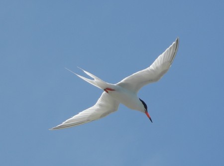Roseate Tern in Flight (photo by Jenny Daltry)