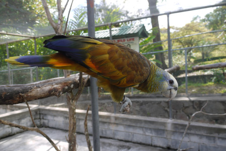 The Vulnerable St Vincent parrot (Amazona guildingii) is one of 9 extant parrot species endemic to the Caribbean. Major threats to these birds include hunting and habitat loss. (Photo Howard Nelson) – or another sp. e.g. Endangered Imperial parrot (Amazona imperialis) the largest species of the genus Amazona (parrots native to Central, South America and the Caribbean). (photo by ??)