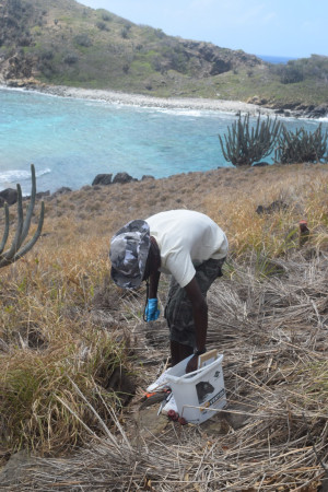 Youth field assistant conducting rat bait trials on East Seal Dog Island. (photo by Jost Van Dykes Preservation Society)