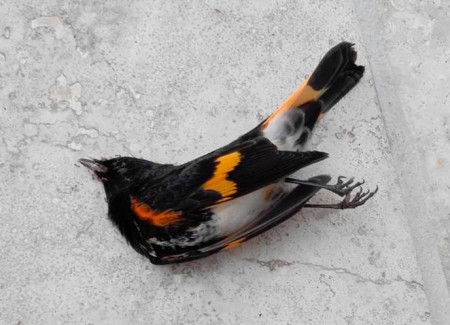 An American Redstart that fell victim to Hurricane Matthew. (photo by Linda Barry Cooper)