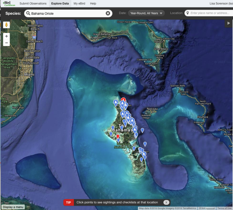 eBird Caribbean sightings of the Bahama Oriole. The oriole is now confined to the Andros island complex, roughly 150 miles SE of Miami. Much of Andros is undisturbed wilderness, just a 15 minute flight from the huge resorts in Nassau. The oriole is now completely absent from the Abaco complex north of New Providence. (Recent sightings are shown in red, sightings older than 30 days shown in blue.)