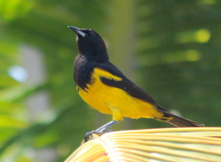 Bahama Oriole adult on Andros. It could be a male or a female, as both sexes have this striking black and yellow coloration. (photo Daniel Stonko, UMBC)