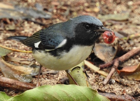 A Black-throated Blue-Warbler male gorging on berries right after Hurricane Matthew passed through Grand Bahama. (photo by Erika Gates)