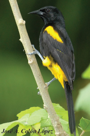 Endemic to its namesake, the Puerto Rican Oriole (Icterus portoricensis) is a tropical songbird now shown for the first time to exhibit both male and female song. (photo by Jose A. Colon Lopez)