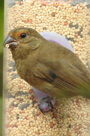 Greater Antillean Bullfinch at seed feeder. (photo by Erika Gates)