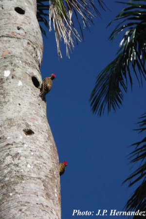 Hispaniolan Woodpeckers (Melanerpes striatus) hanging around a nesting cavity excavated in a living Royal Palm (Roystonea borinquena). Hernandez found them to be very common in his Dominican agricultural field site, along with the country's national bird, the Palm Chat (Dulus dominicus). (photo by J. P. Hernandez)