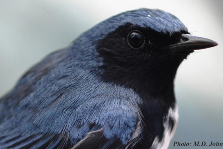 The beautiful, migratory Black-throated Blue Warblers (Setophaga caerulescens) were among the most commonly mist-netted birds in Jamaican coffee farms during the winter months of Spidal and Johnson's study. (photo by M. D. Johnson)